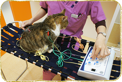 ハリや漢方薬の治療|横浜もみじ動物病院都筑区仲町台犬猫鍼灸