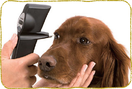 横浜市都筑区・横浜もみじ動物病院